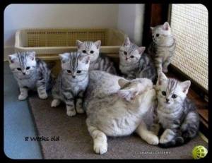 Black Silver Classic Tabby