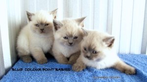 Blue Colour Point babies