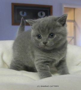 Blue Female 4 weeks old