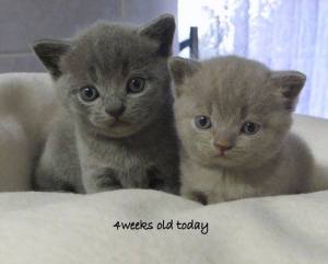 Blue Male (left) and Lilac Female (right)