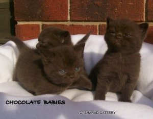 Chocolate Babies