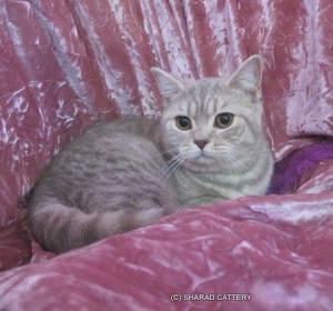 Db Gr Ch Sharad Lady Fatima