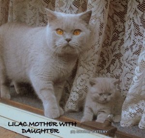 Lilac Mother with Daughter