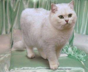 Gd Ch Sharad Silver Dawn